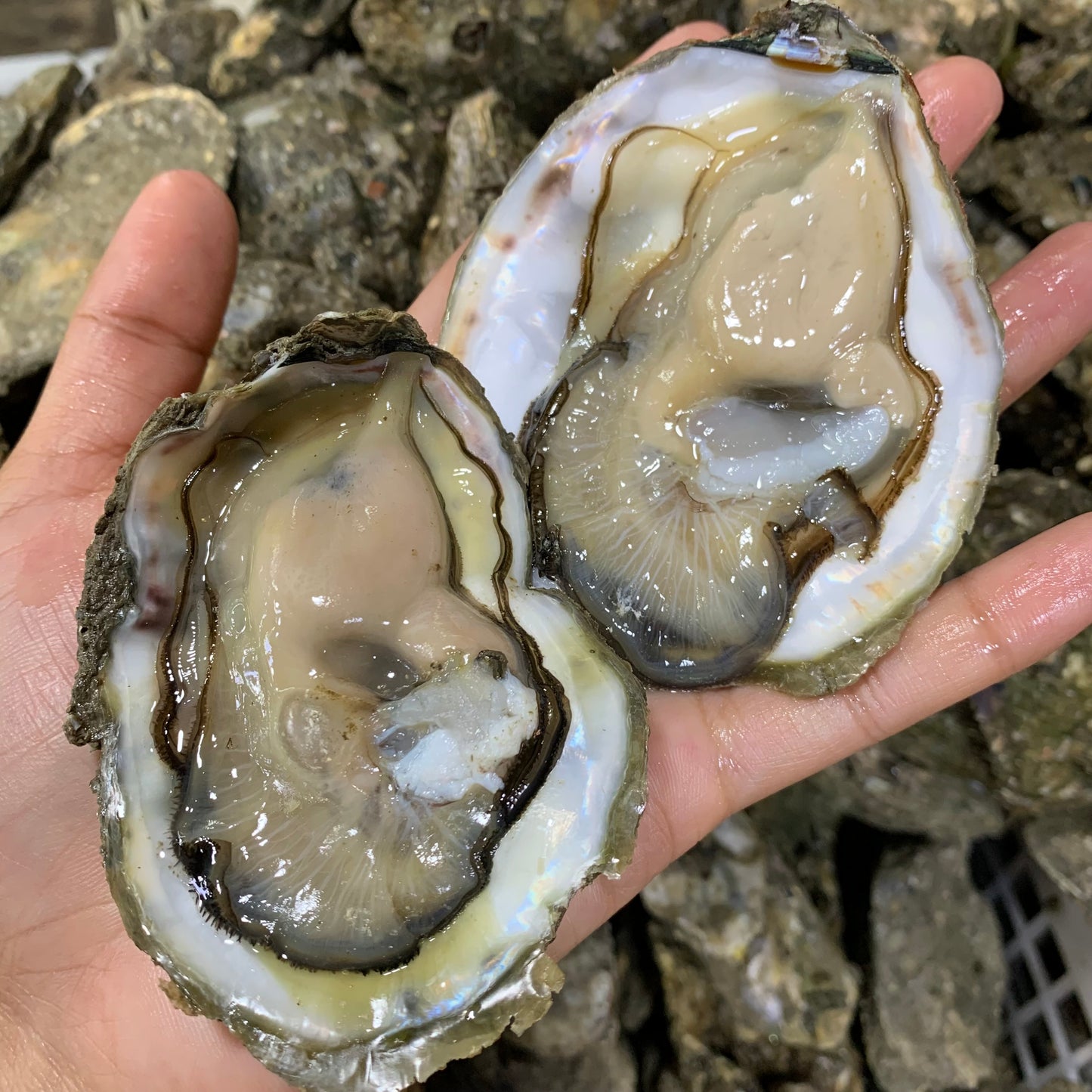 Oyster (Talaba) - 1kg