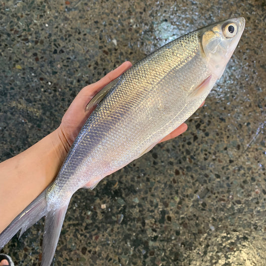 Milkfish (Bangus) - 1kg (2pcs)