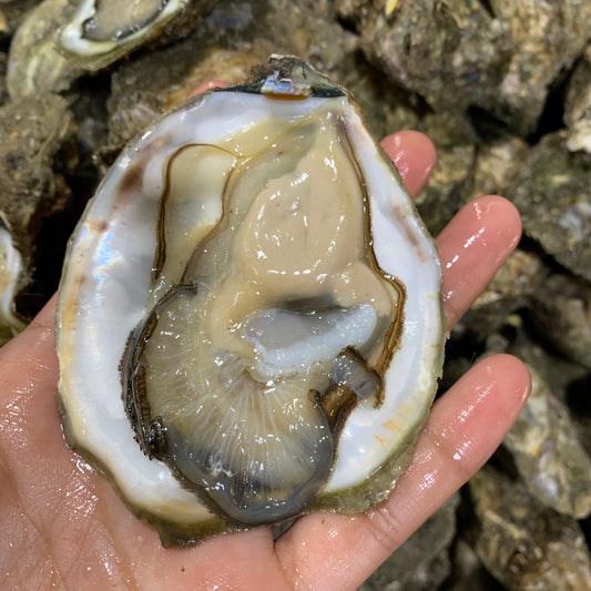 Oyster (Talaba) - 1kg