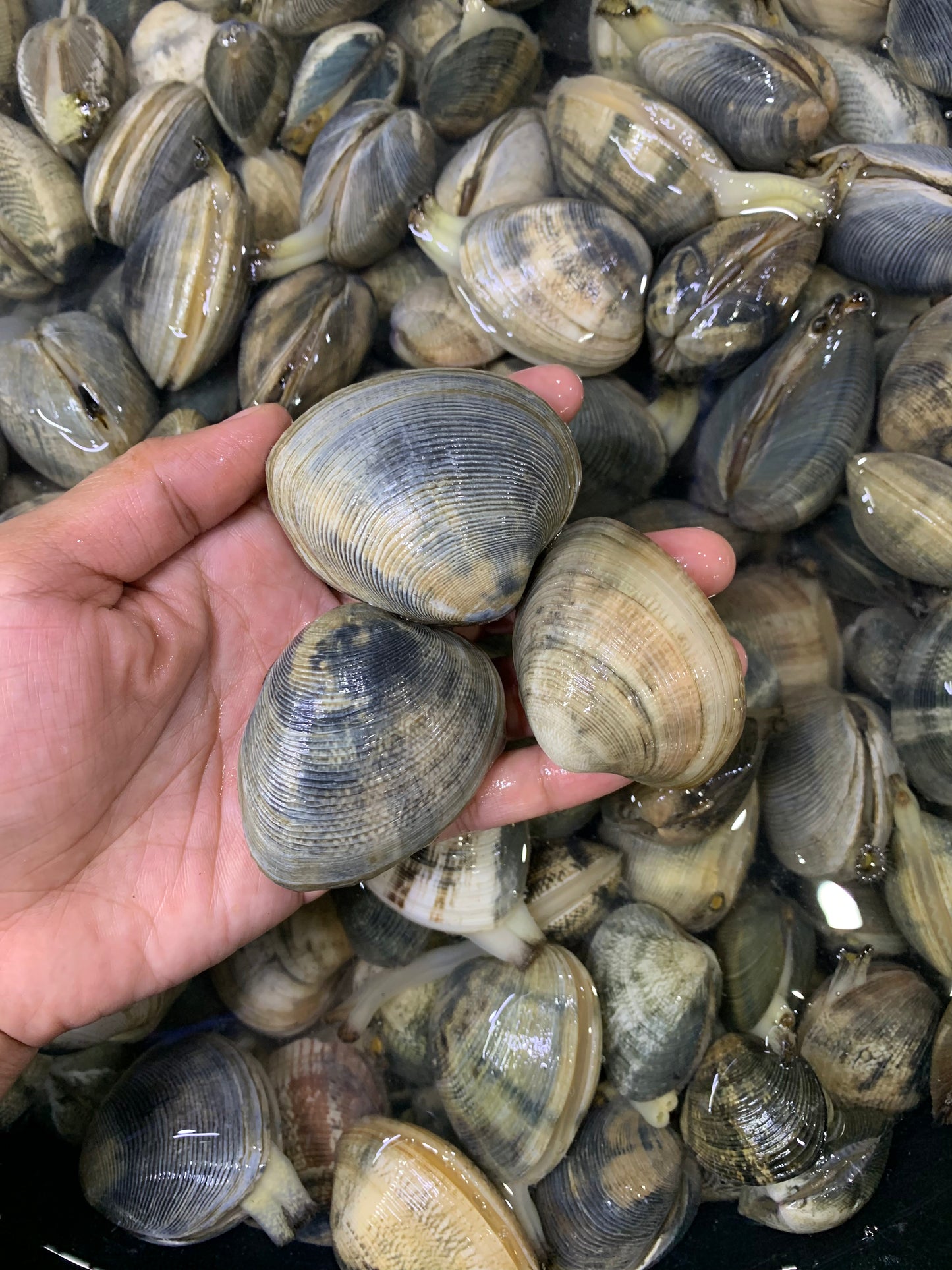 Manila Clams