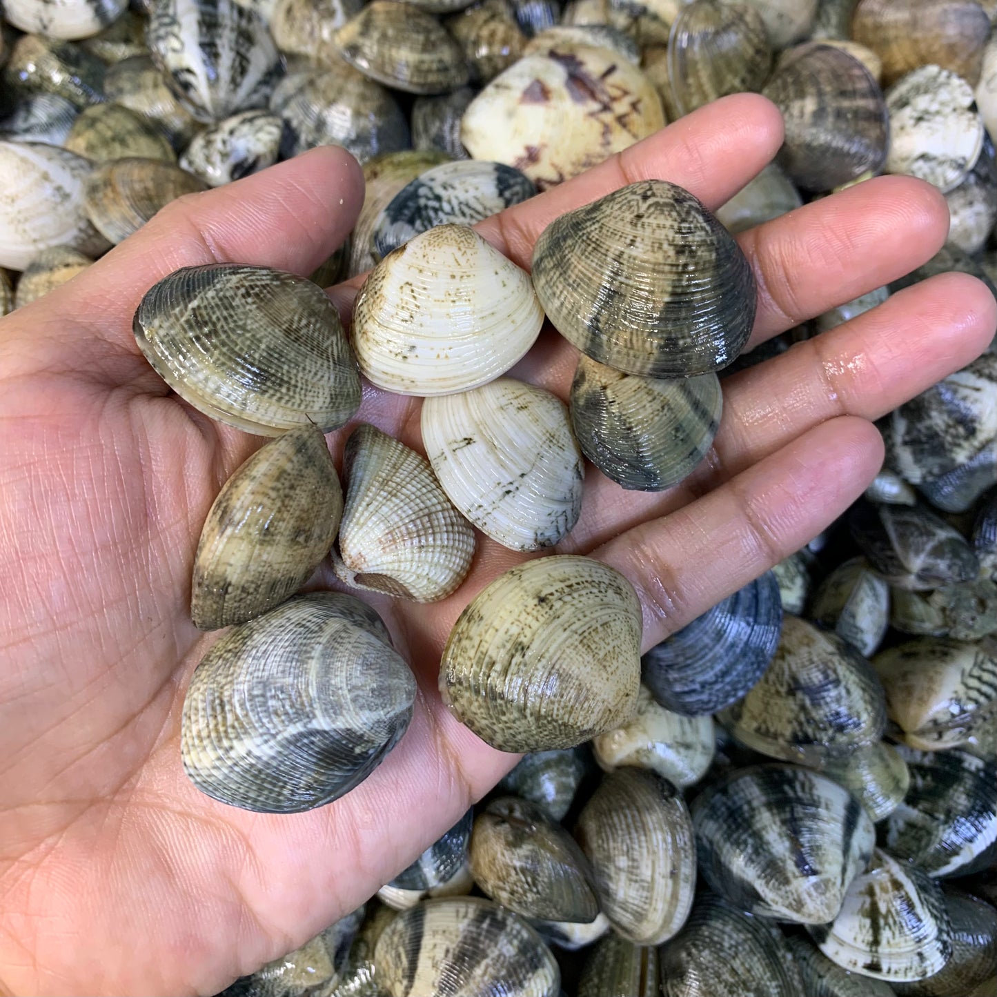 Manila Clams