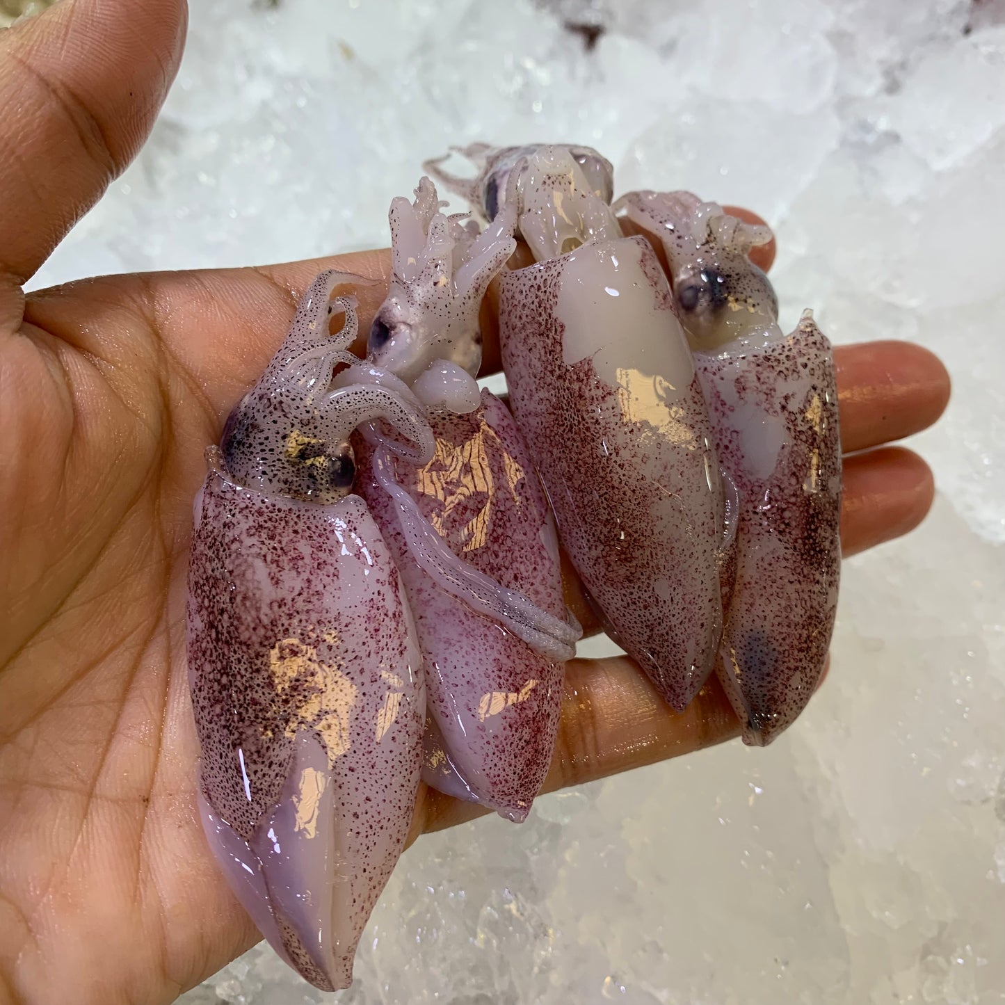 Squid (Pusit) - 1 kg