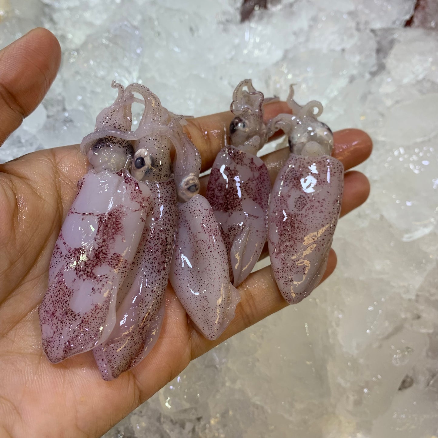 Squid (Pusit) - 1 kg