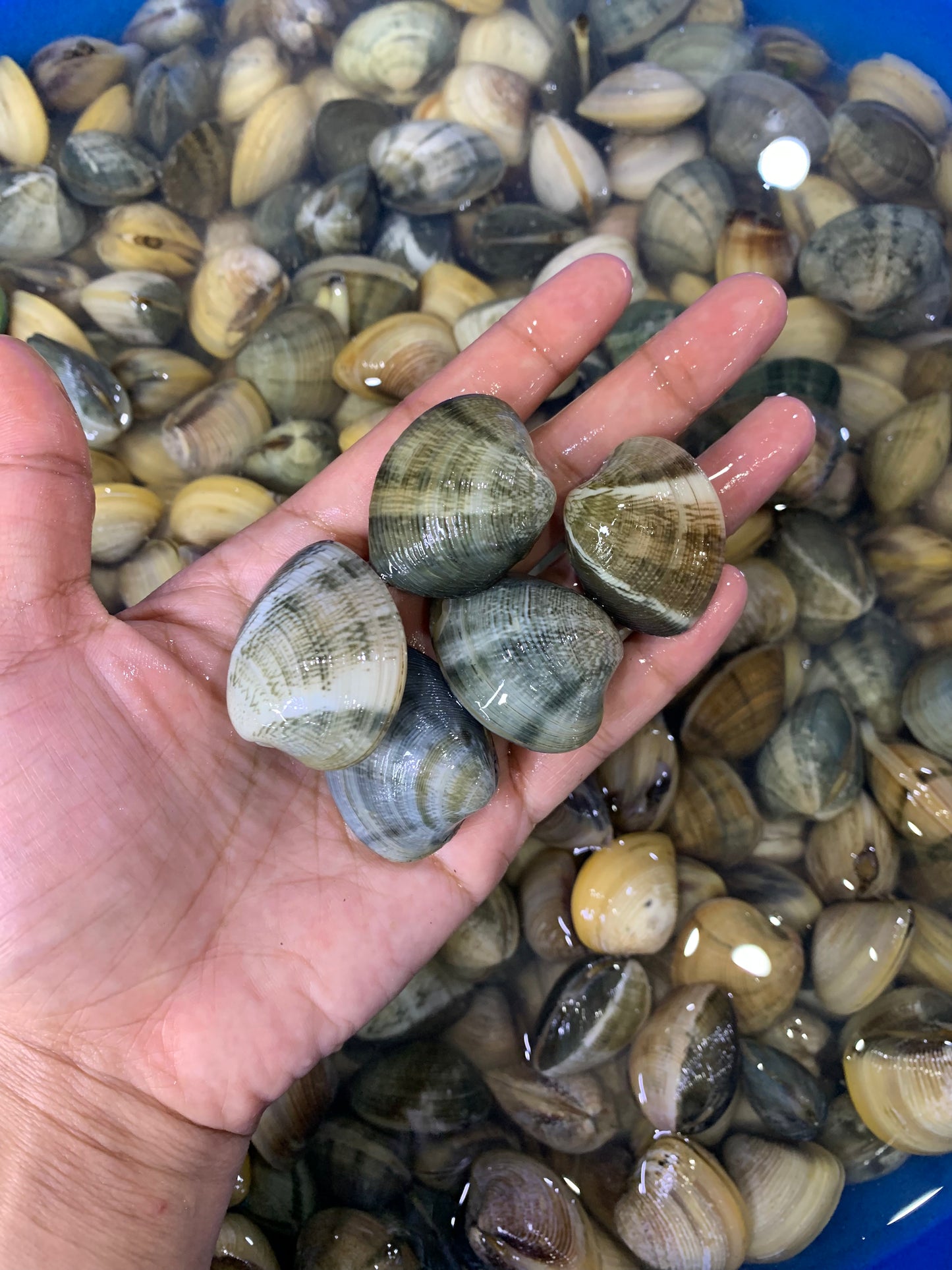 Manila Clams