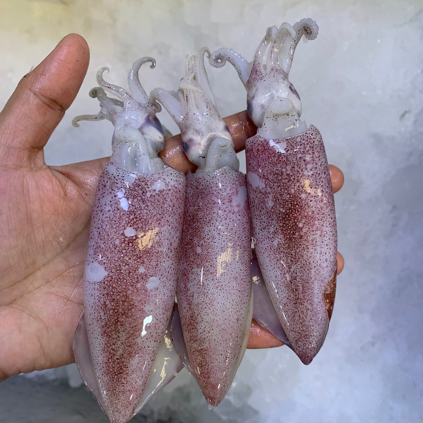 Squid (Pusit) - 1 kg