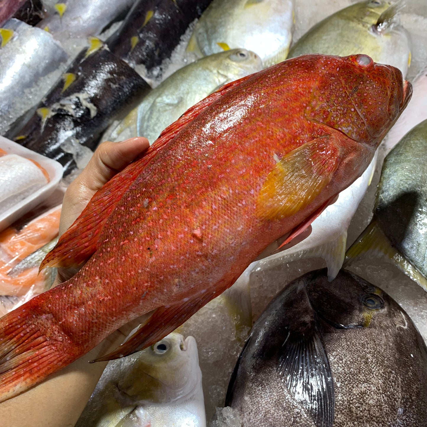 Grouper Fish (Red Lapu-Lapu) - 1 kg