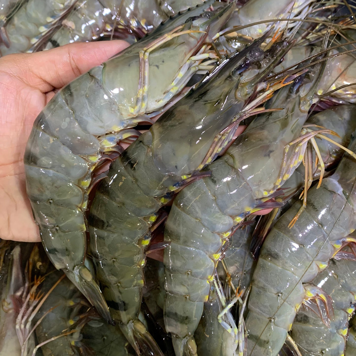 Prawns (Sugpo) - 1 kg