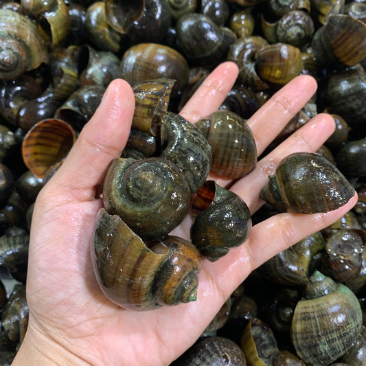 Golden Apple Snail (Kuhol) - 1 kg