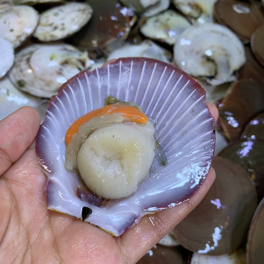 Moon Scallops - 1 kg