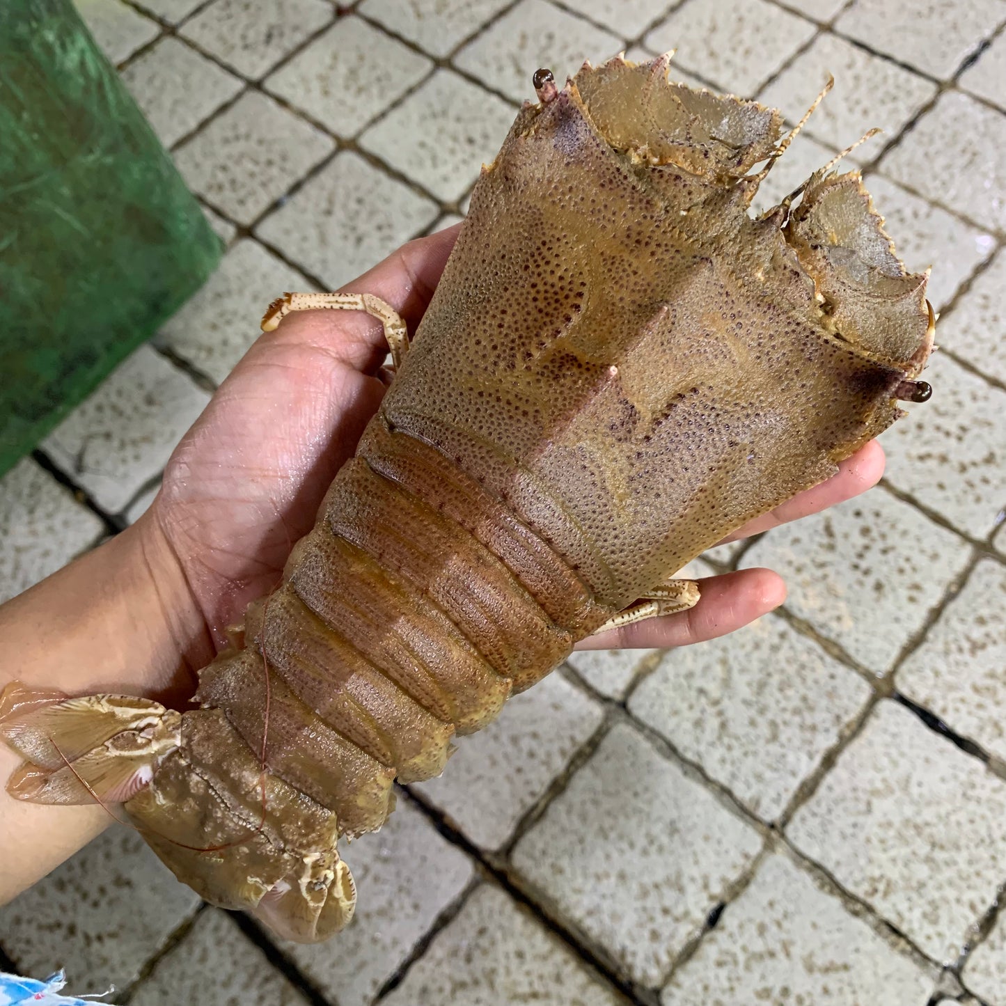 Slipper Lobster (Pitik) - 1 kg