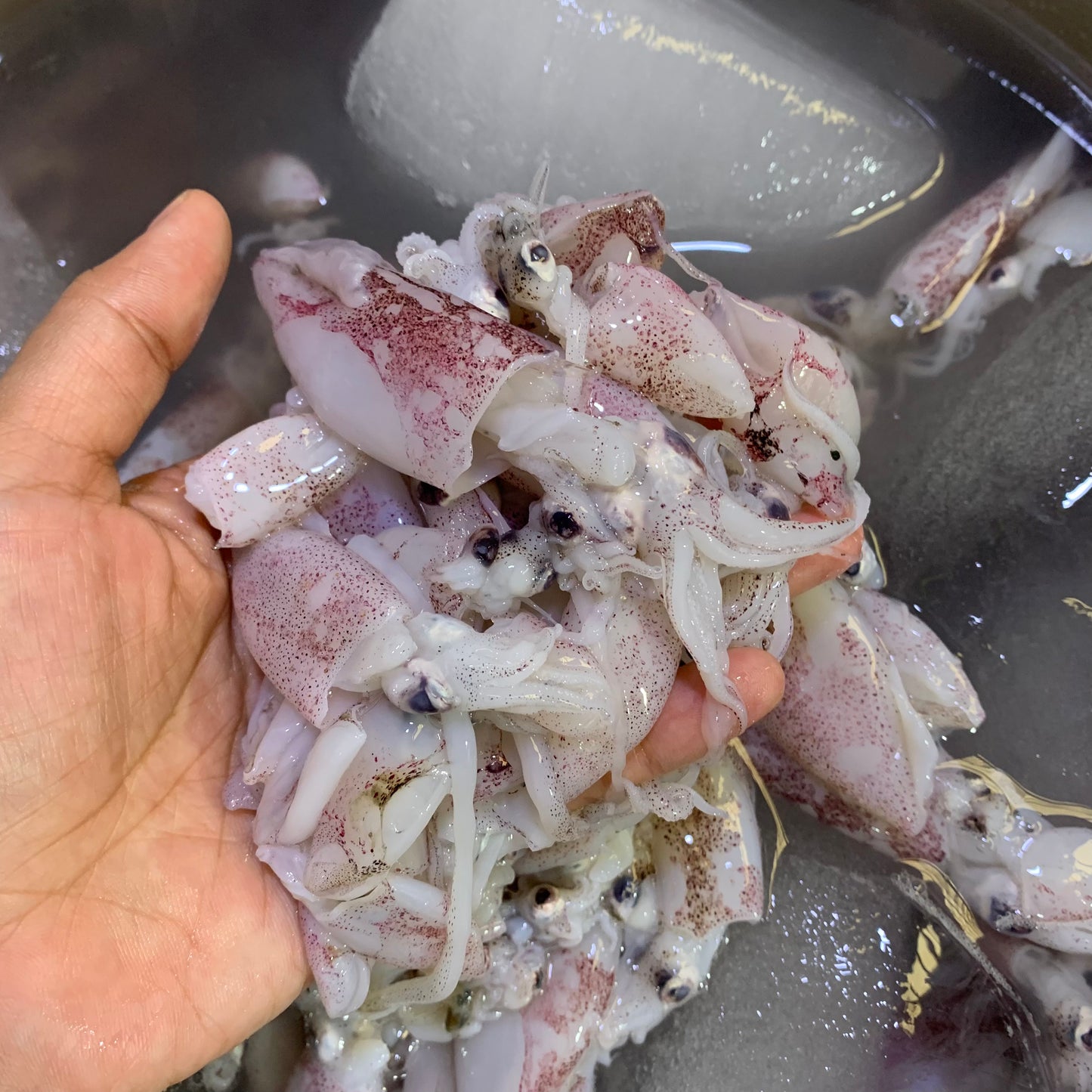 Squid (Pusit) - 1 kg