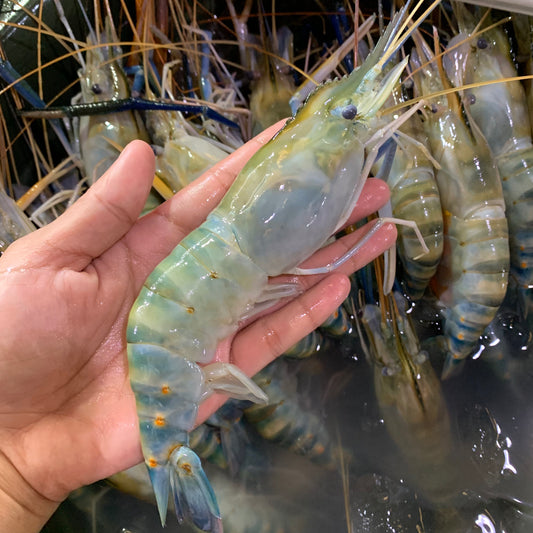 Baby Lobster (Lutang) - 1kg