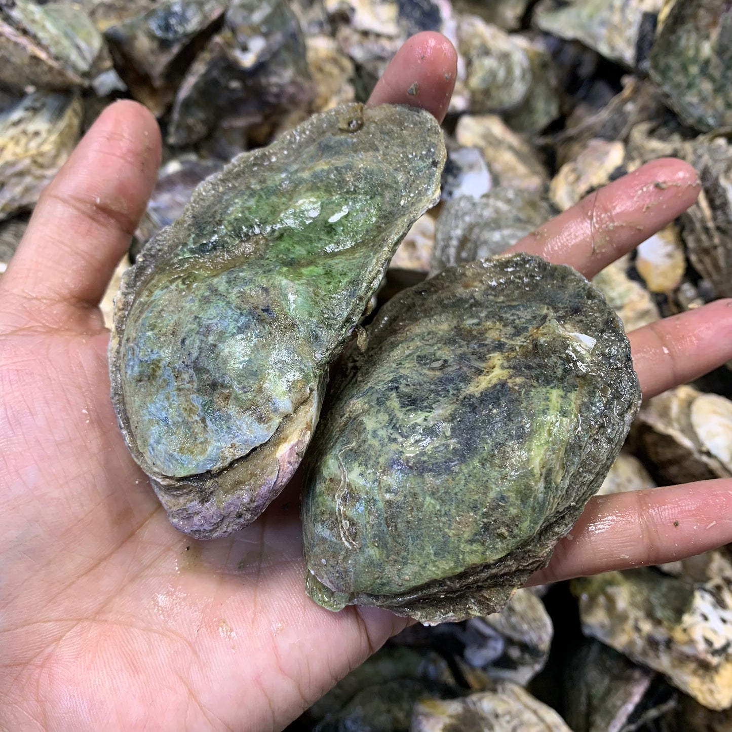 Oyster (Talaba) - 1kg