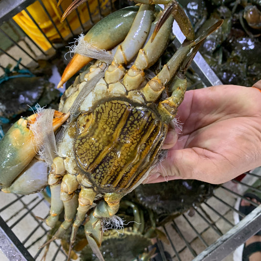 Mud Crab (Female) - 1 kg